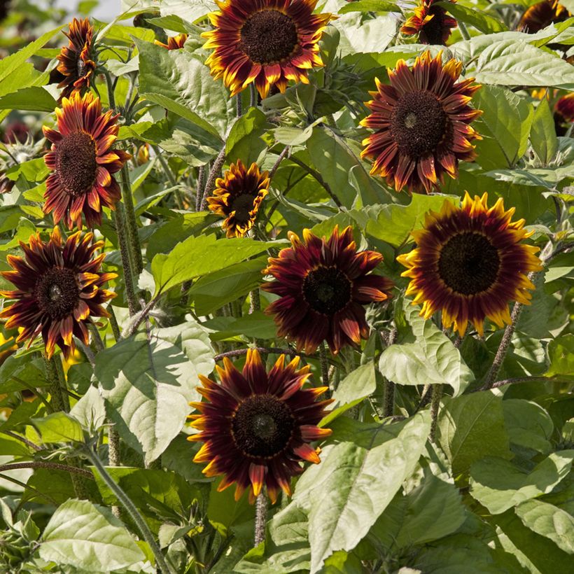 Girasol F1 Schock-o-Lat (Floración)