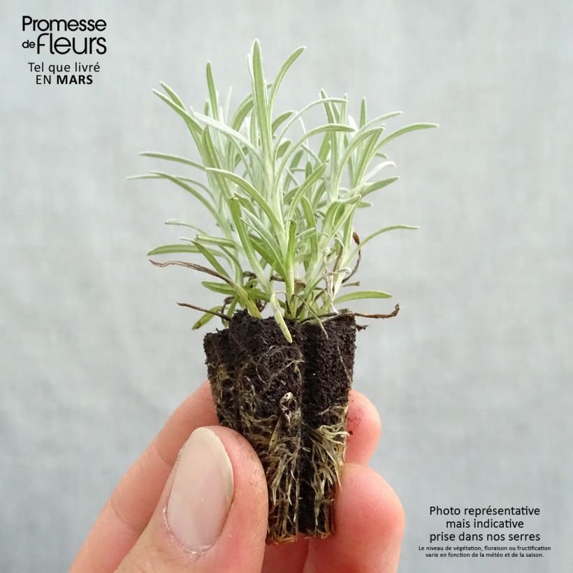 Curry BIO minicepellón: Ø 3/4 cm Ejemplar entregado en la primavera