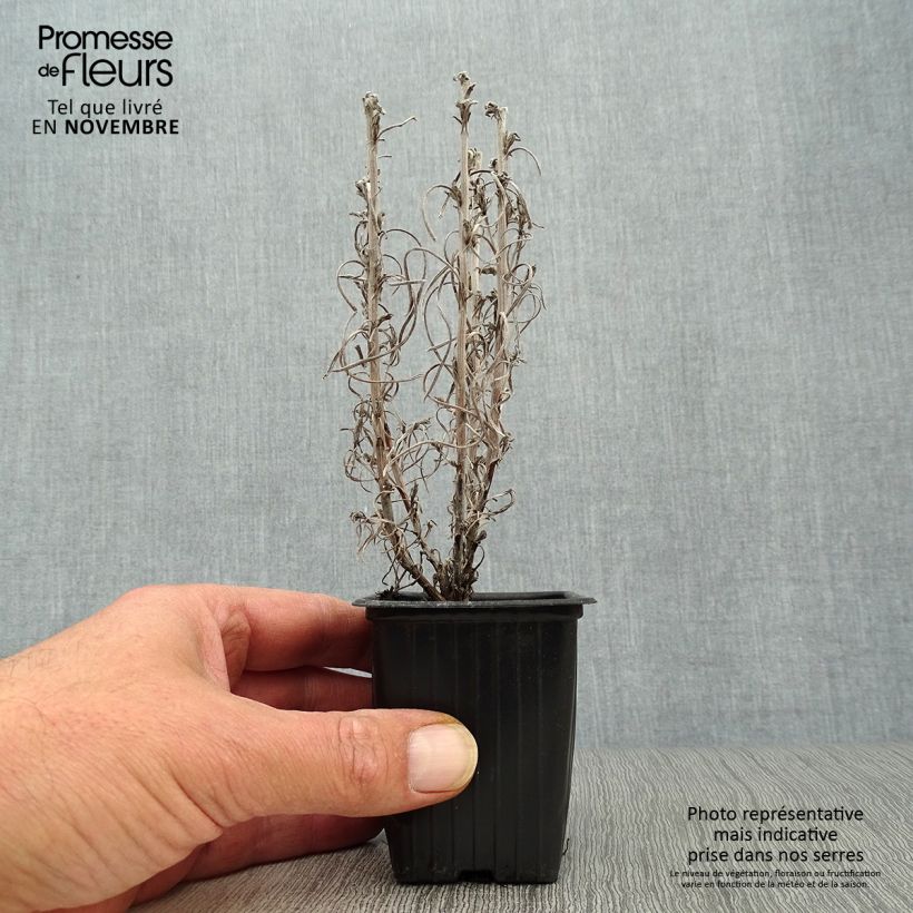 Ejemplar de Curry - Helichrysum italicum Maceta de 7/8 cm entregado en otoño