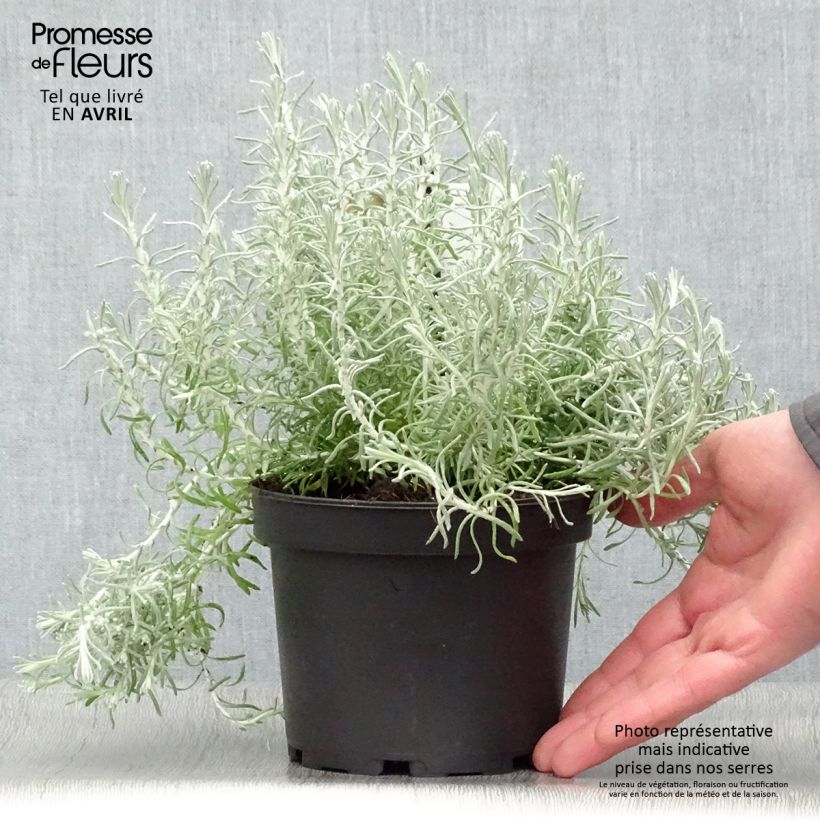 Curry - Helichrysum italicum subsp. microphyllum Maceta 1,5L/2L Ejemplar entregado en la primavera