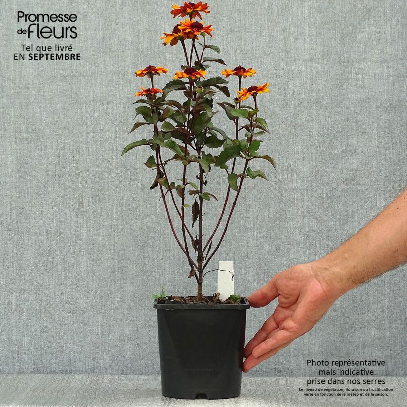 Ejemplar de Heliopsis helianthoides Luna Roja Maceta 2L/3L entregado en otoño