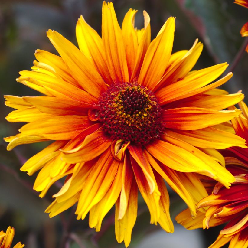 Heliopsis helianthoides var. scabra Funky Spinner (Floración)