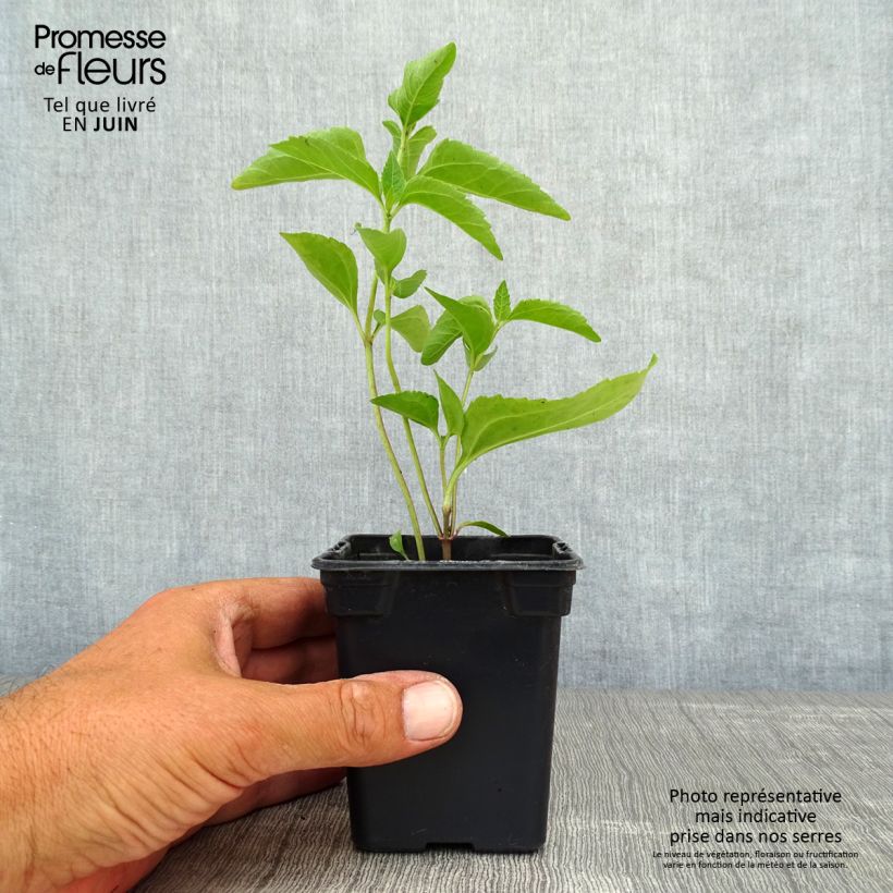 Ejemplar de Heliopsis helianthoides var. scabra Summer Sun Maceta de 7/8 cm entregado en verano