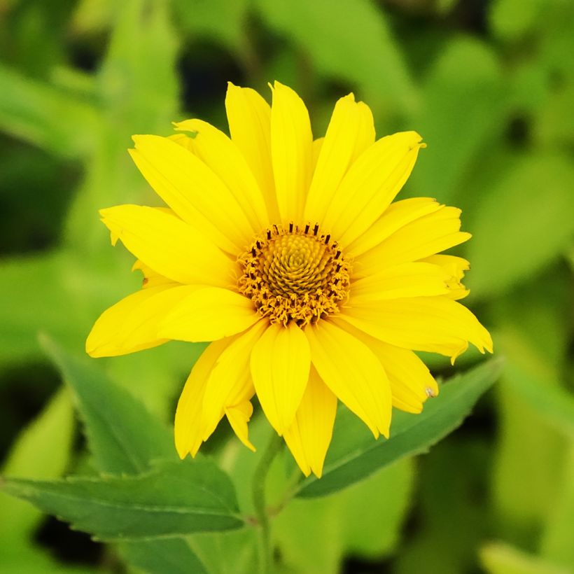 Heliopsis helianthoides var. scabra Summer Sun (Floración)