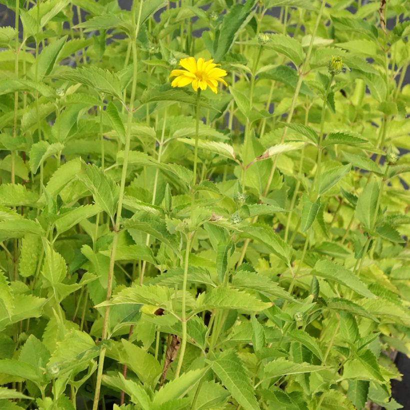 Heliopsis helianthoides var. scabra Summer Sun (Porte)