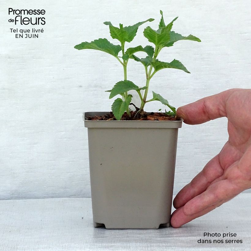 Ejemplar de Heliopsis helianthoides Tuscan Sun - Héliopsis faux-hélianthe. Pot de 10 cm/11cm entregado en verano
