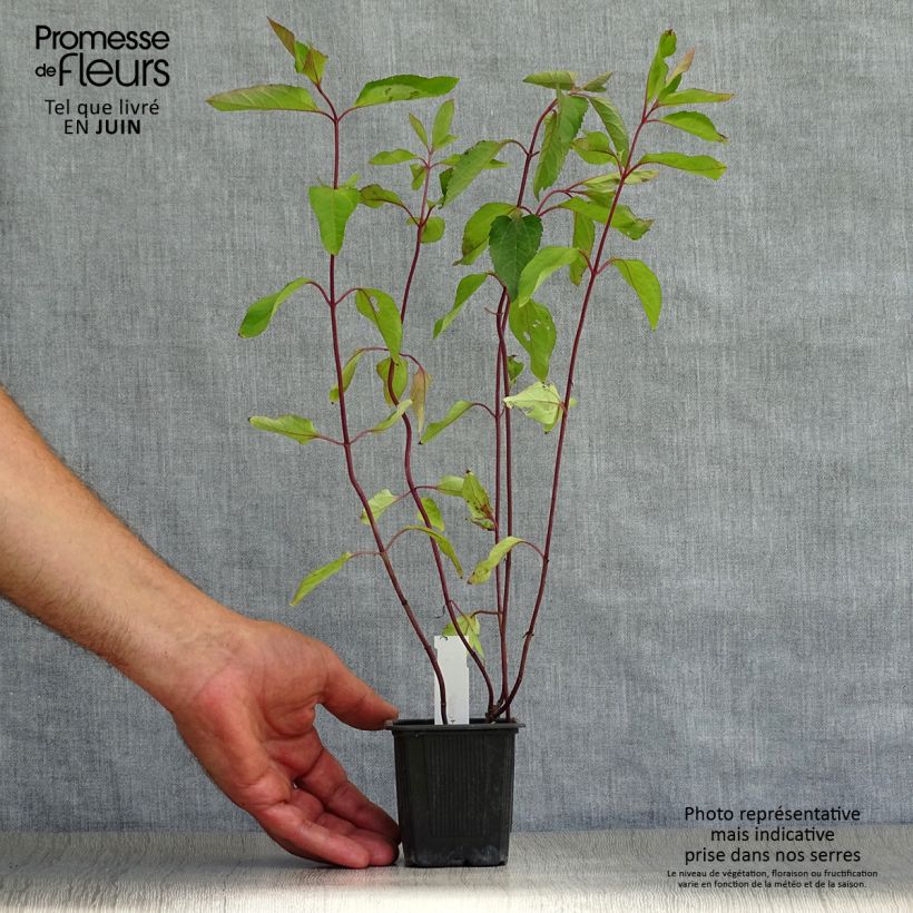 Ejemplar de Heliopsis helianthoides var. scabra Summer Nights Maceta de 8/9 cm entregado en verano