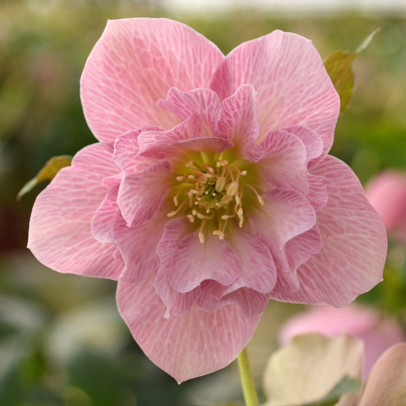 Eléboro oriental ViV Benedetta (Floración)