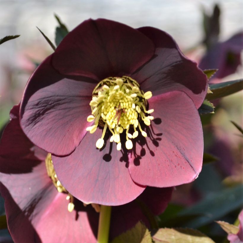 Eléboro oriental ViV Carlotta (Floración)