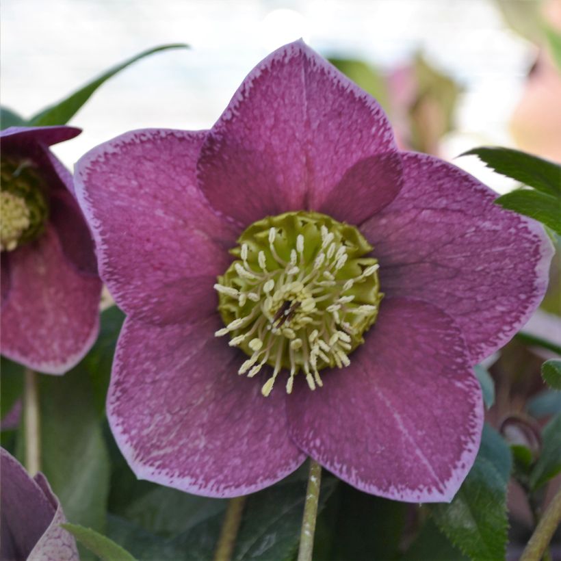 Eléboro oriental ViV Elsa (Floración)