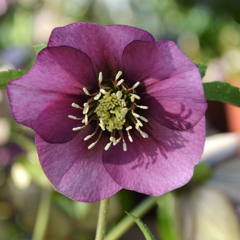 Eléboro oriental ViV Liliana (Floración)