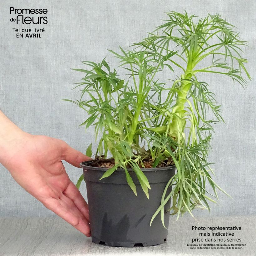 Eléboro fétido Bowles Form Maceta 2L/3L Ejemplar entregado en la primavera