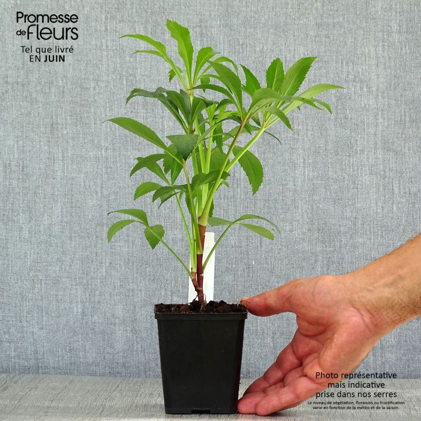 Ejemplar de Eléboro fétido - Helleborus foetidus Maceta de 8/9 cm entregado en verano