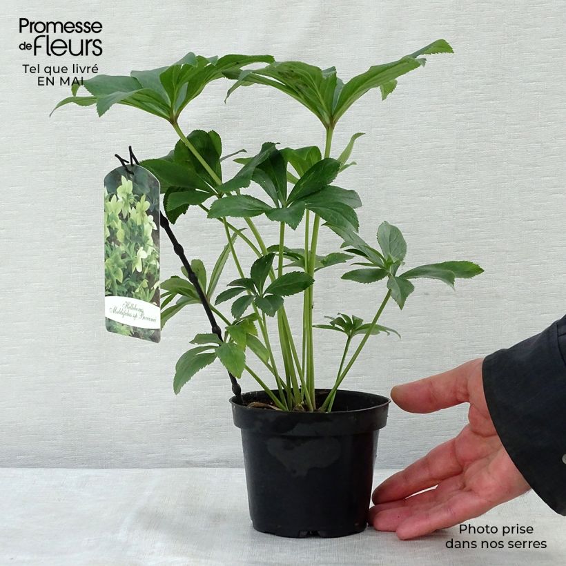 Eléboro multifidus ssp. bocconei Maceta 1L/1,5L Ejemplar entregado en la primavera