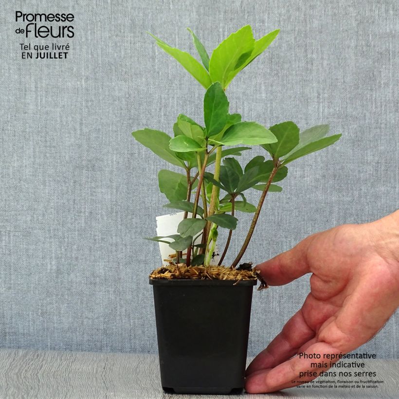 Ejemplar de Helleborus niger - Eléboro negro Maceta de 8/9 cm entregado en verano