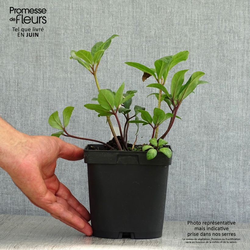 Ejemplar de Helleborus niger - Eléboro negro Maceta 2L/3L entregado en verano