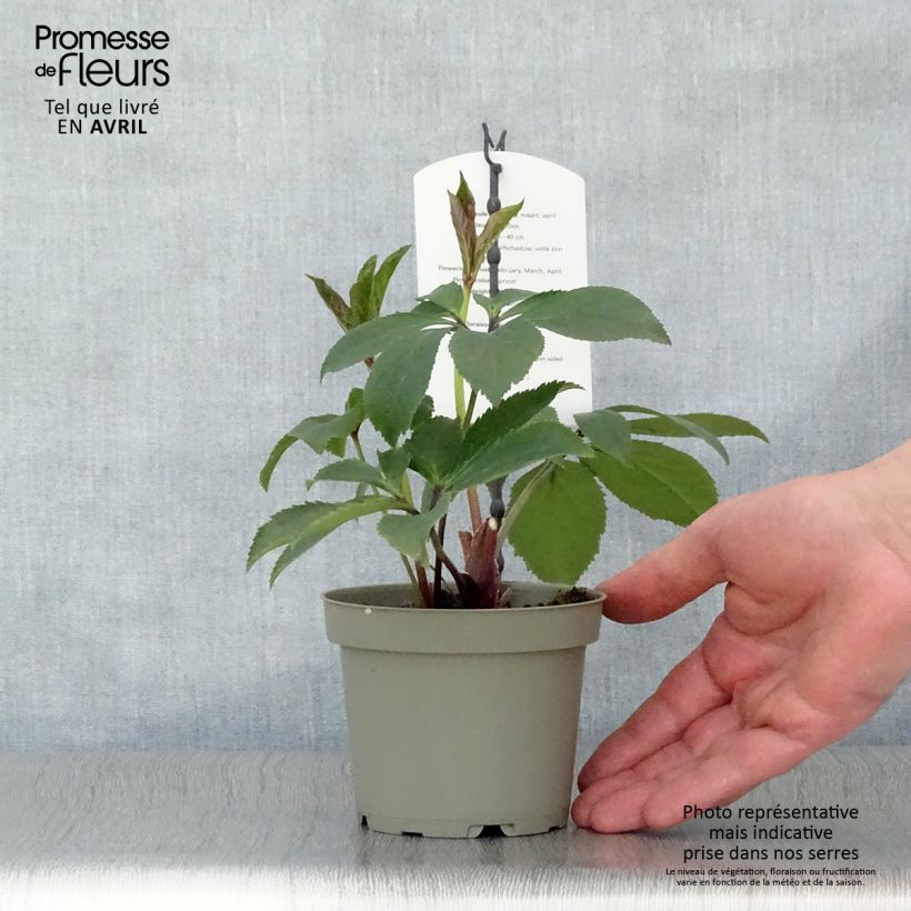 Eléboro oriental Apricot Maceta de 12 cm / 13 cm Ejemplar entregado en la primavera