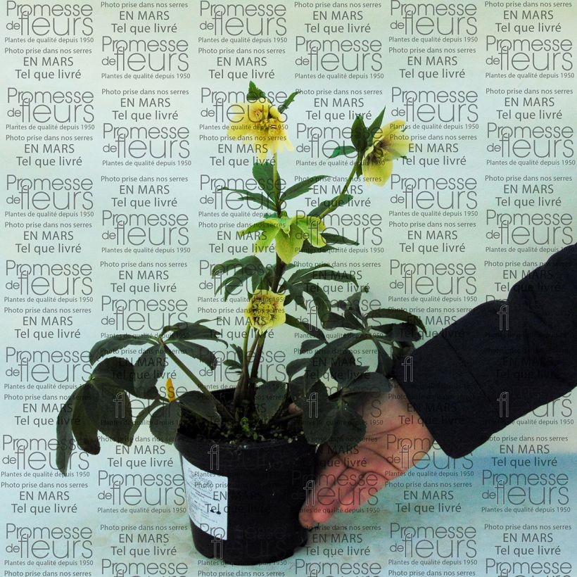 Ejemplo de ejemplar de Eléboro oriental Anemone Yellow Guttatus Maceta 2L/3L tal y como se entrega