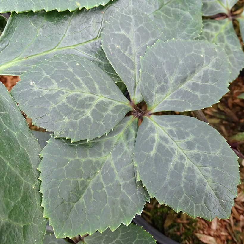 Eléboro oriental ViV Bianca (Follaje)