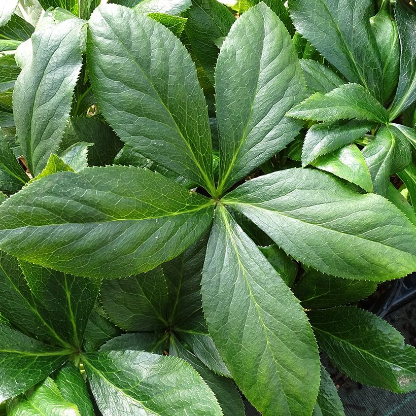 Eléboro oriental ViV Carlotta (Follaje)