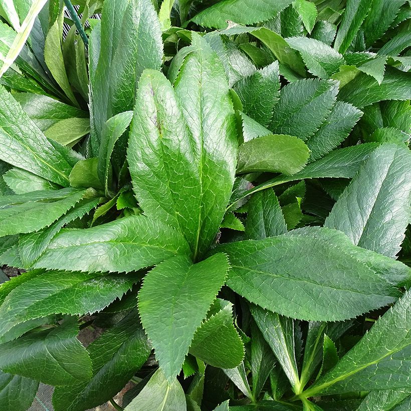 Eléboro oriental ViV Elsa (Follaje)