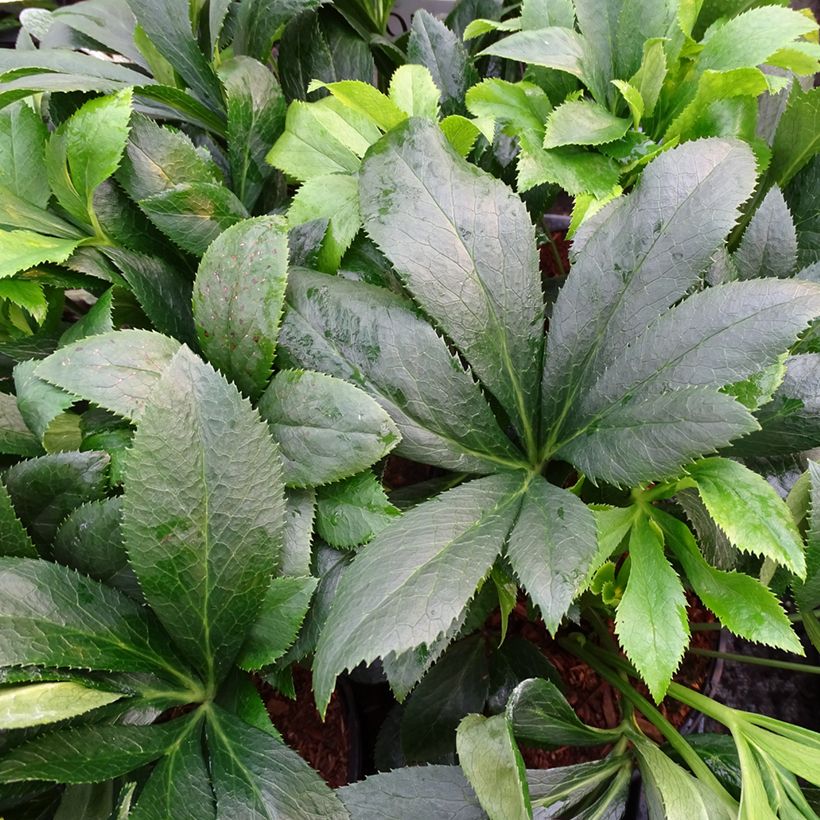 Eléboro oriental ViV Liliana (Follaje)