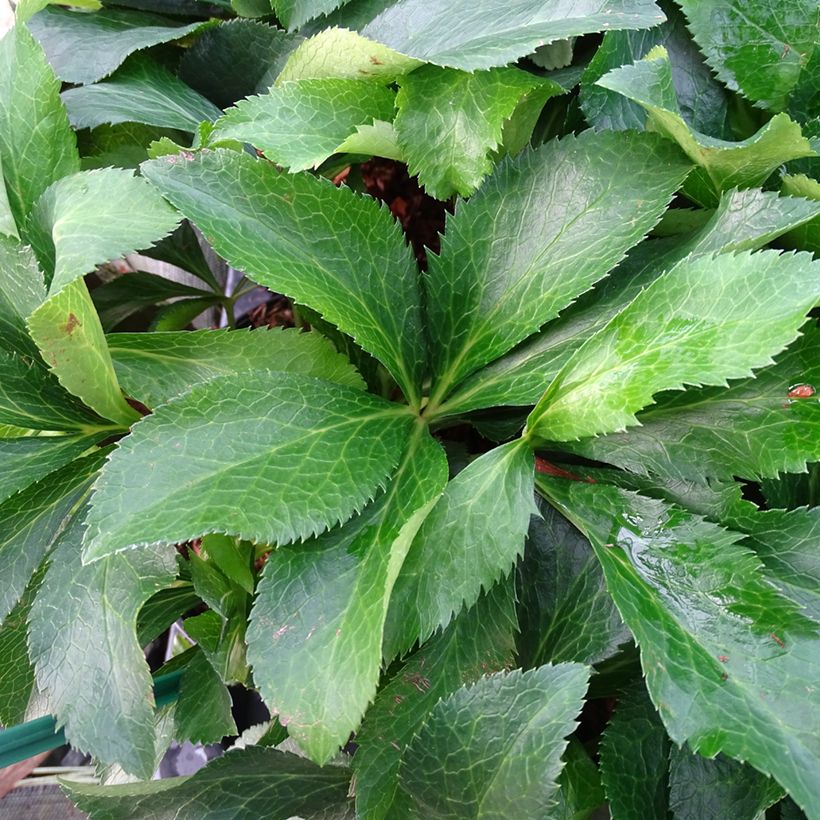 Eléboro oriental ViV Micaela (Follaje)