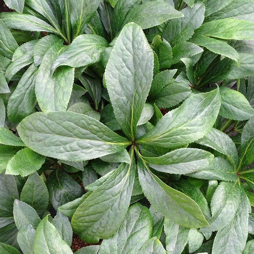 Eléboro oriental ViV Patrizia (Follaje)