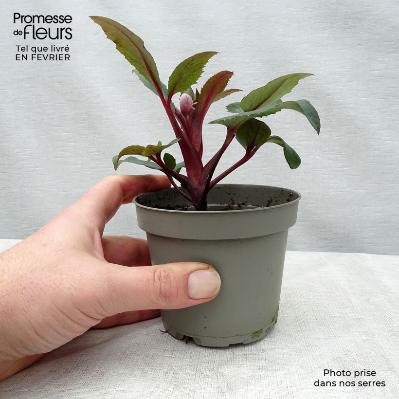 Eléboro sternii Flame Maceta de 12 cm / 13 cm Ejemplar entregado en invierno