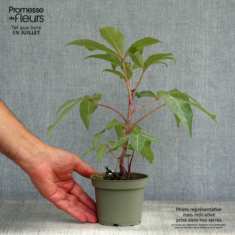 Ejemplar de Eléboro de Stern - Helleborus sternii Maceta de 12 cm / 13 cm entregado en verano