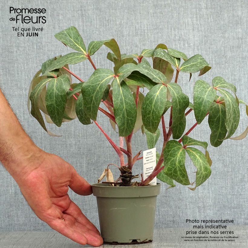 Ejemplar de Eléboro de Stern - Helleborus sternii Maceta 1L/1,5L entregado en verano