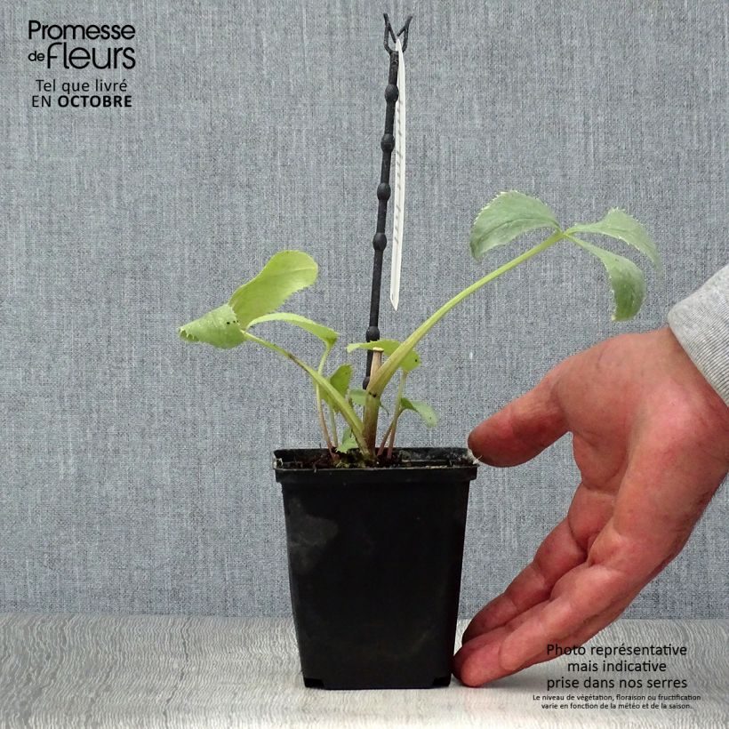 Ejemplar de Eléboro sternii Remi Maceta de 12 cm / 13 cm entregado en otoño