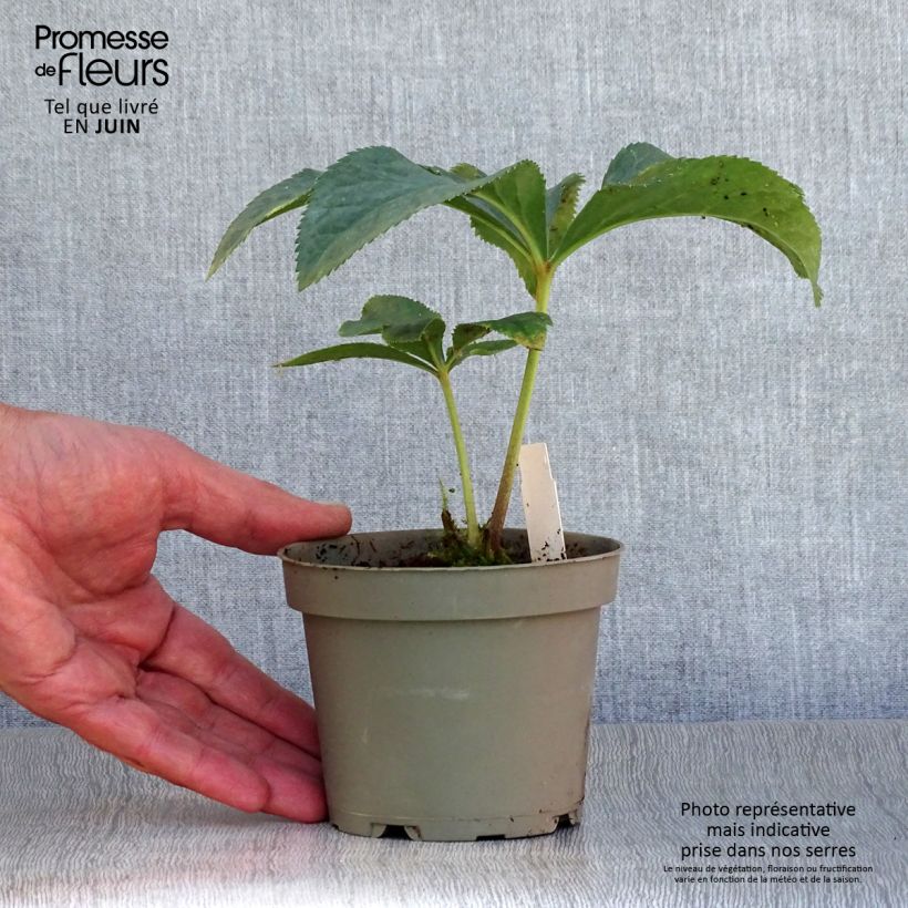 Ejemplar de Helleboro torquato - Helleborus torquatus Maceta de 12 cm / 13 cm entregado en verano