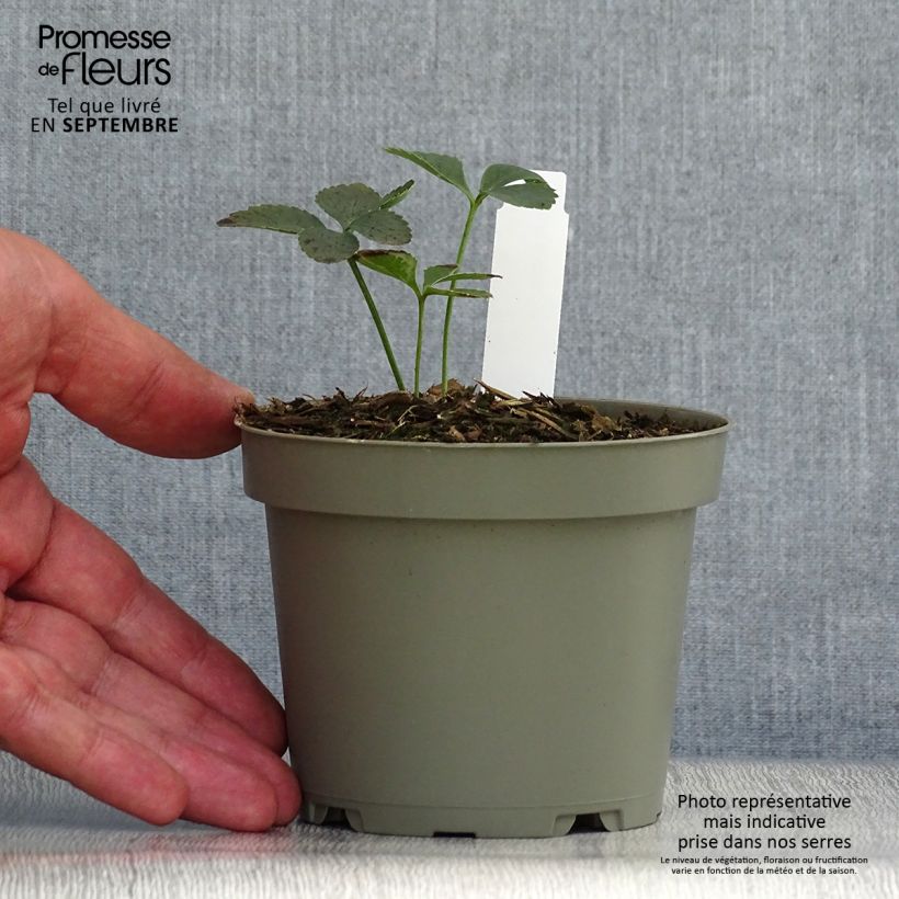 Ejemplar de Helleboro torquato - Helleborus torquatus Maceta 1L/1,5L entregado en otoño