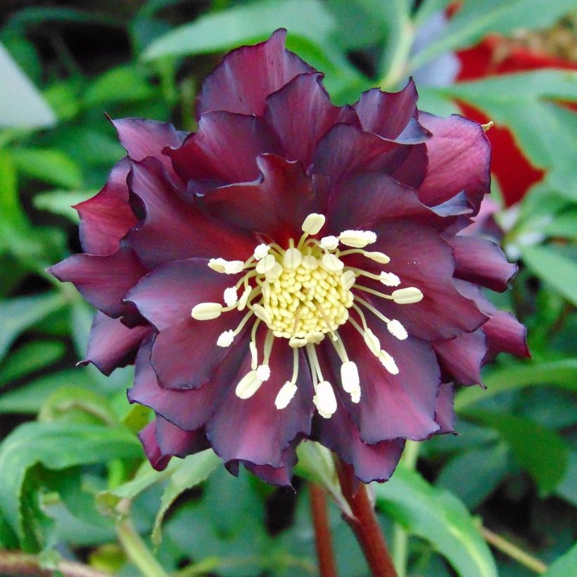 Eléboro Luisa - Eléboro (Floración)