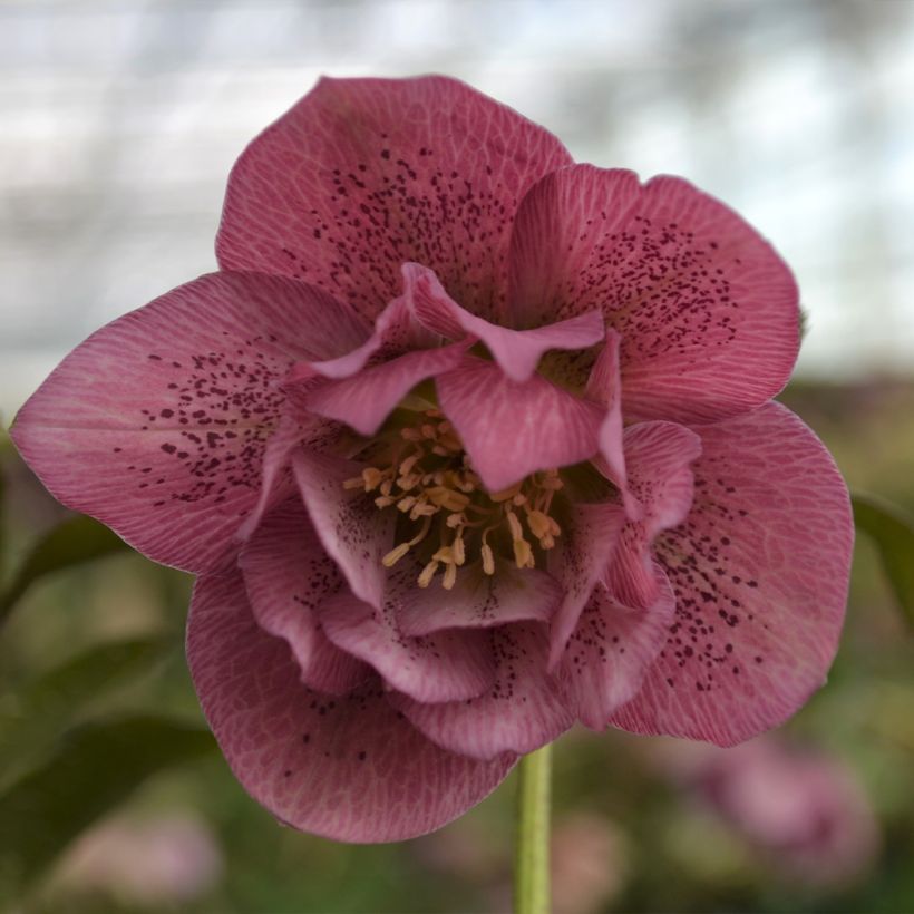 Eléboro oriental ViV Alessia (Floración)