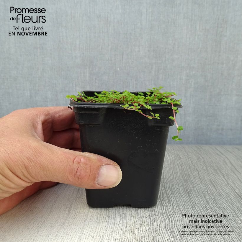 Ejemplar de Helxine soleirolii - Soleirolia Maceta de 7/8 cm entregado en otoño