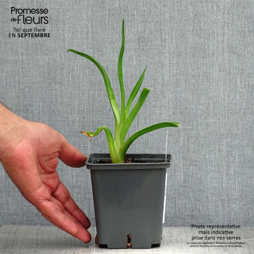 Ejemplar de Hemerocallis Alaqua Maceta 1L/1,5L entregado en verano