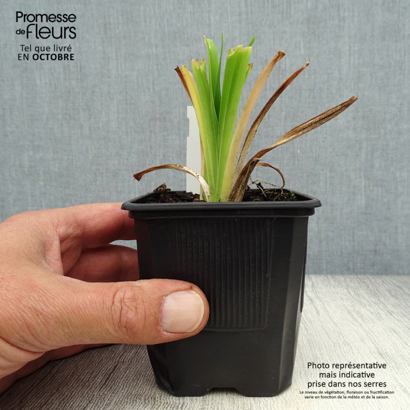 Ejemplar de Hemerocallis Apricot Beauty Maceta de 8/9 cm entregado en otoño