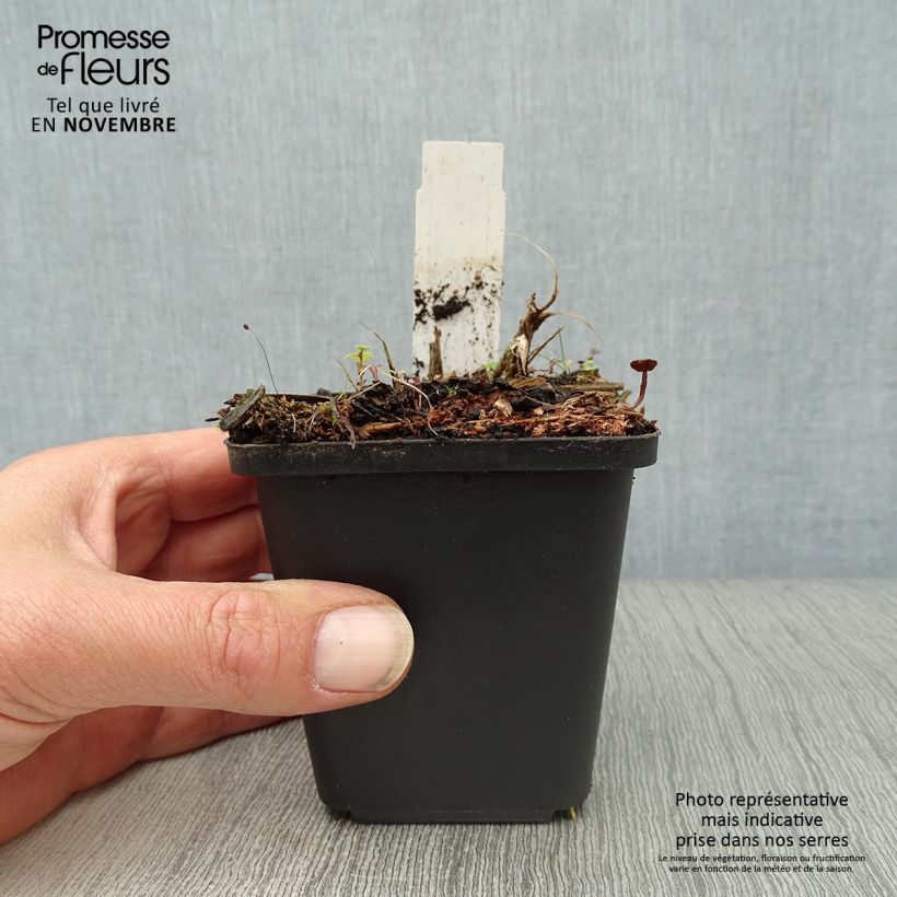 Ejemplar de Hemerocallis Arctic Snow Maceta de 8/9 cm entregado en otoño