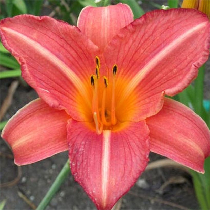 Hemerocallis Art Festival (Floración)