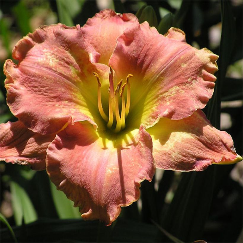 Hemerocallis Awash with Color (Floración)