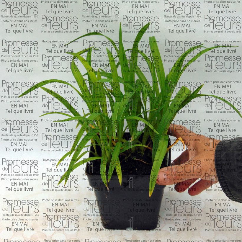 Ejemplo de ejemplar de Hemerocallis Baby Betsy Maceta de 8/9 cm tal y como se entrega