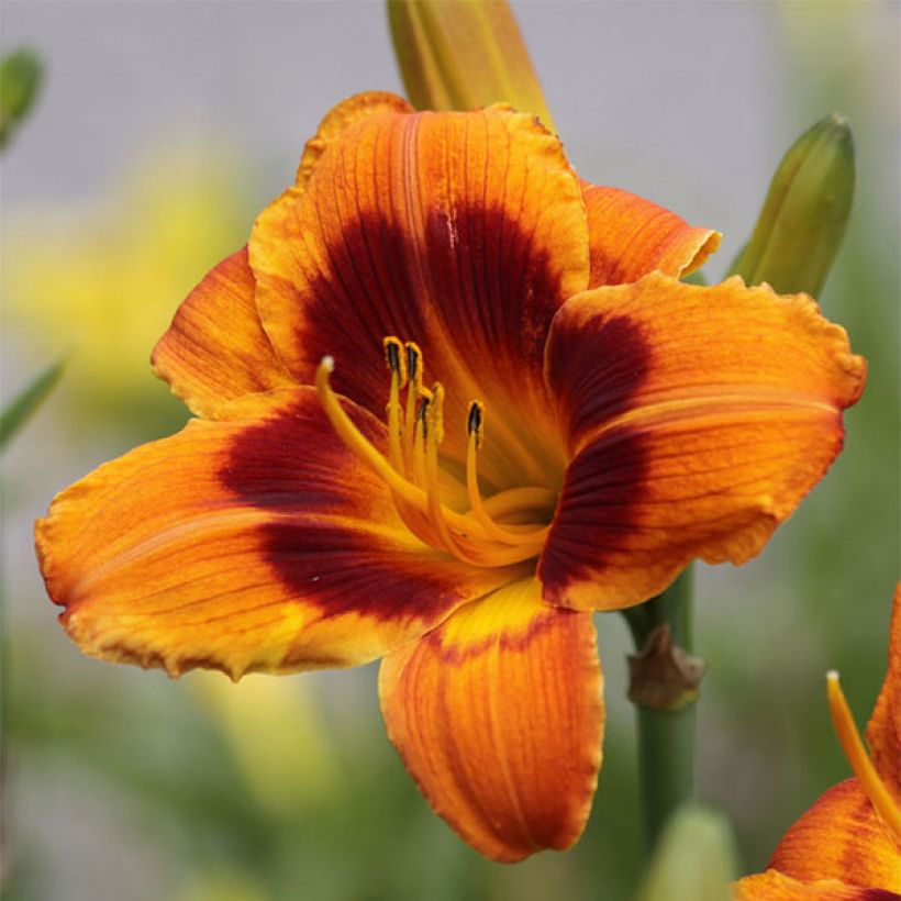 Hemerocallis Hemerocallis Bandit Man (Floración)