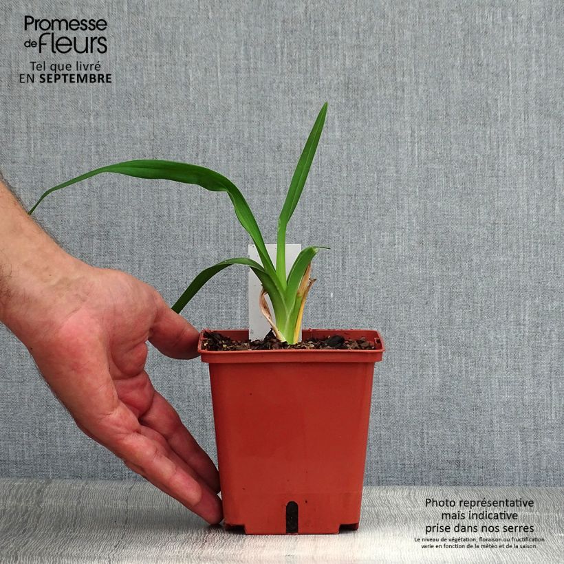 Ejemplar de Hemerocallis Barbara Mitchell Maceta 1L/1,5L entregado en verano