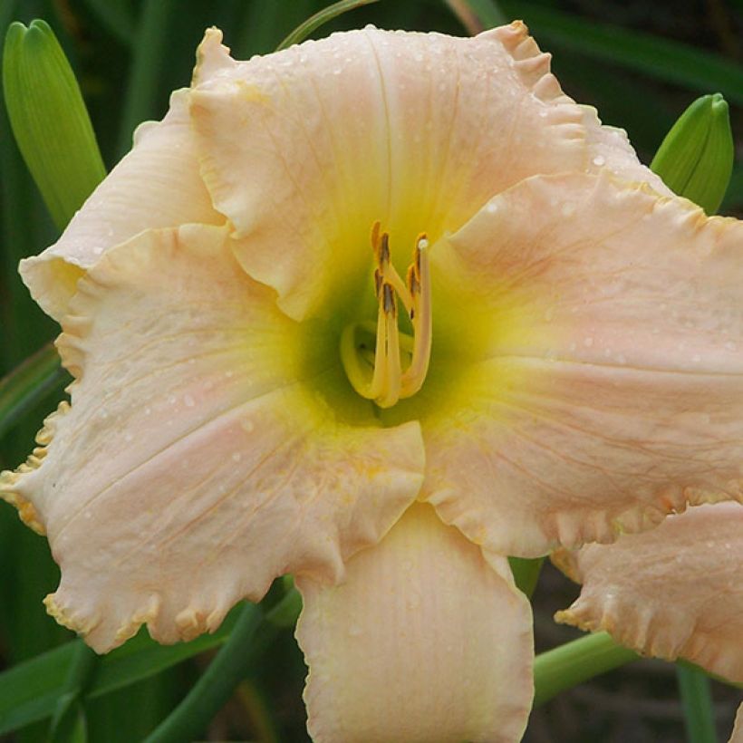 Hemerocallis Hemerocallis Bel Air Dawn (Floración)
