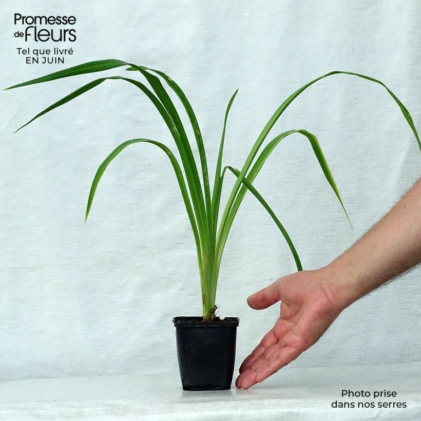 Ejemplar de Hemerocallis Bela Lugosi Maceta 1L/1,5L entregado en verano
