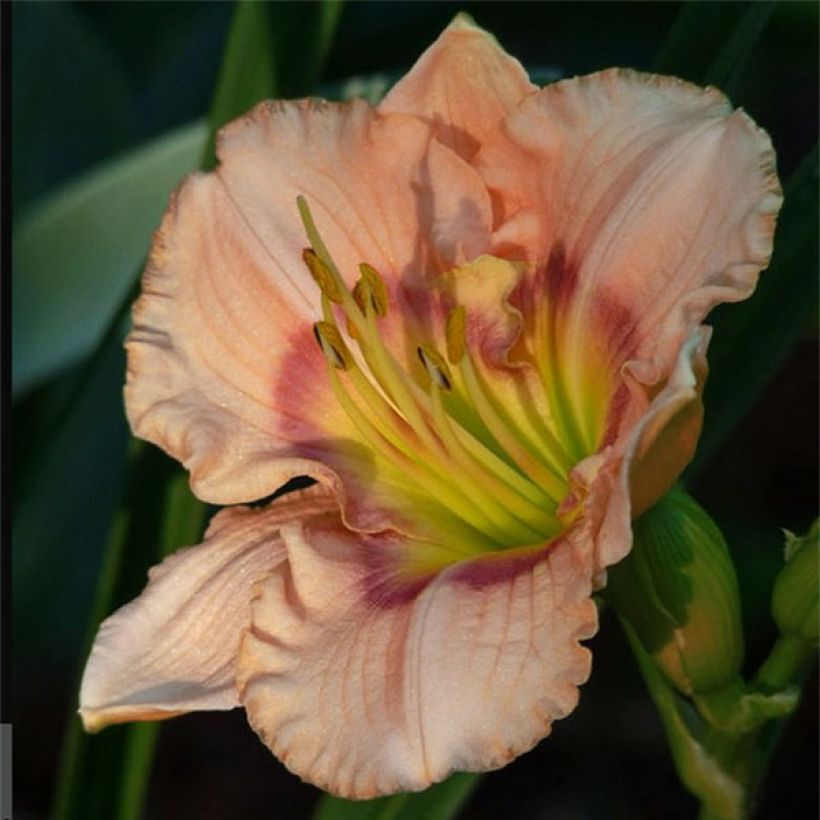 Hemerocallis Bette Davis Eyes (Floración)