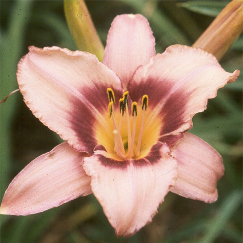 Hemerocallis Bishop Crest (Floración)