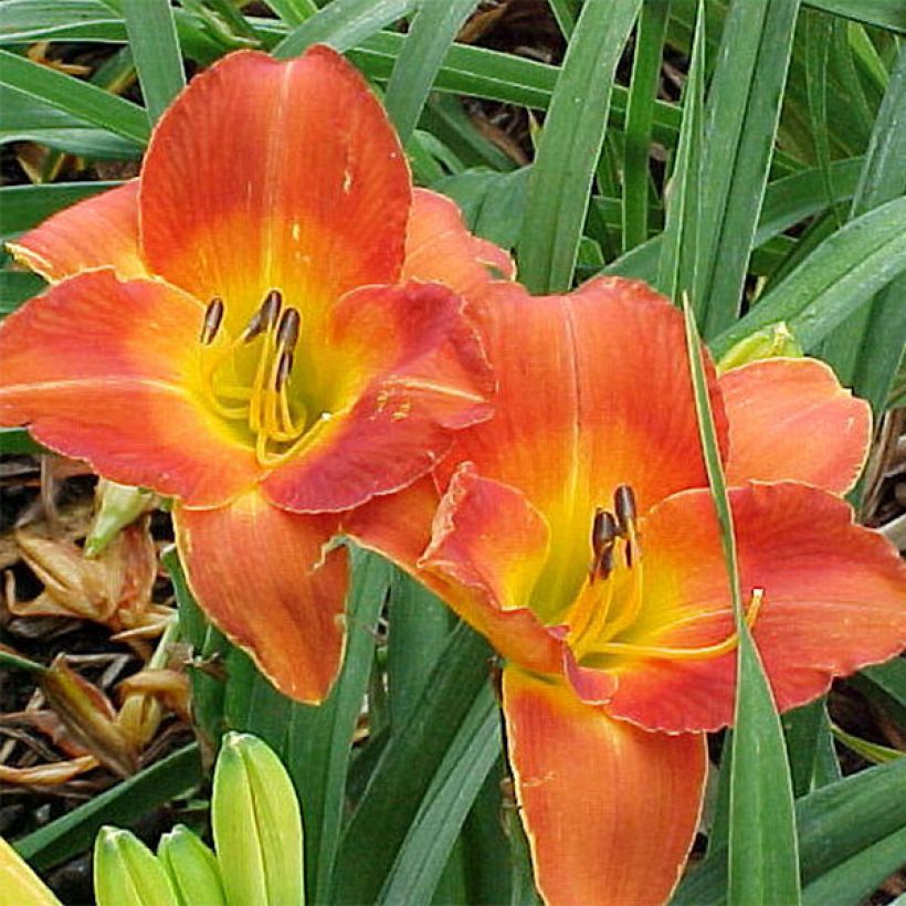 Hemerocallis Bittersweet Holiday (Floración)